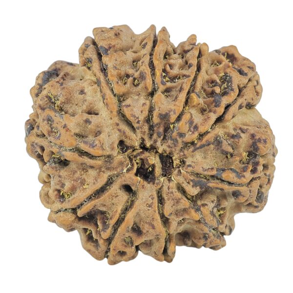 10 Mukhi Rudraksha 28.2mm 6.16gm - Rudraksha back