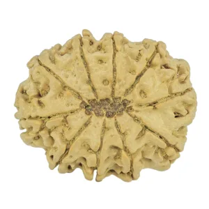 10 Mukhi Rudraksha 29.9mm 4.91gm - Rudraksha back