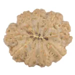 9 Mukhi Rudraksha 26.5mm 5gm - Rudraksha back