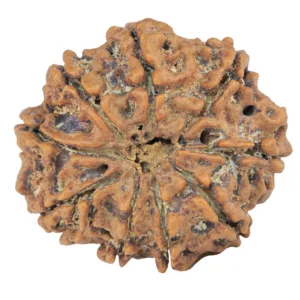 9 Mukhi Rudraksha 28mm 5.14gm - Rudraksha back
