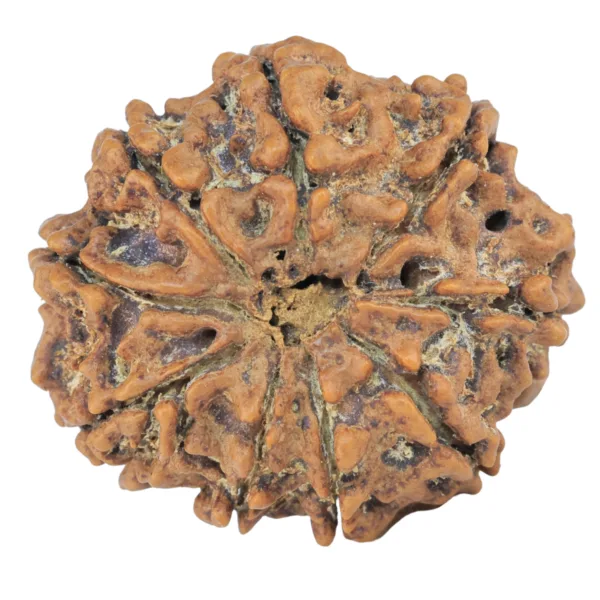 9 Mukhi Rudraksha 28mm 5.14gm - Rudraksha back