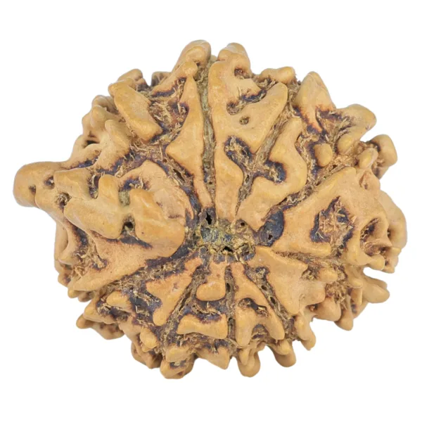 9 Mukhi Ganesh 23.4mm 2.42gm - Rudraksha back