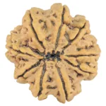 9 Mukhi Rudraksha 29.5mm 5.73gm - Rudraksha back