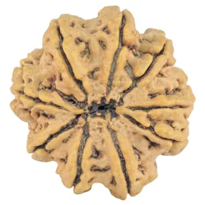 9 Mukhi Rudraksha 29.5mm 5.73gm - Rudraksha back