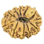 11 Mukhi Ganesh 27.4mm 4gm - Rudraksha back