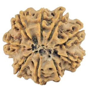 9 Mukhi Rudraksha 28.3mm 5.93gm - Rudraksha back