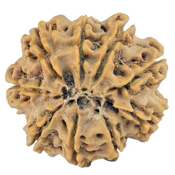 9 Mukhi Rudraksha 28.3mm 5.93gm - Rudraksha back