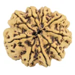 9 Mukhi Rudraksha 33.1mm 7.33gm - Rudraksha back