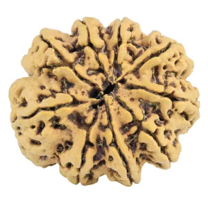 9 Mukhi Rudraksha 33.1mm 7.33gm - Rudraksha back