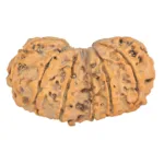 12 MK Gaurishankar 39.6mm 7.17gm - Rudraksha back