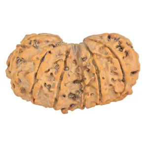 12 MK Gaurishankar 39.6mm 7.17gm - Rudraksha back