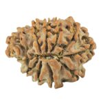 11 Mukhi Ganesh 22.1mm 2.53gm - Rudraksha back