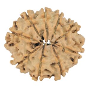 9 Mukhi Rudraksha 25.1mm 3.72gm - Rudraksha back