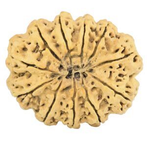 11 Mukhi Rudraksha 34.8mm 6.3gm - Rudraksha back