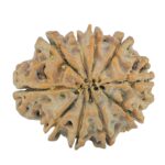 10 Mukhi Rudraksha 24.9mm 4.06gm - Rudraksha back