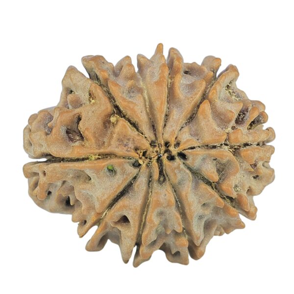 10 Mukhi Rudraksha 24.9mm 4.06gm - Rudraksha back