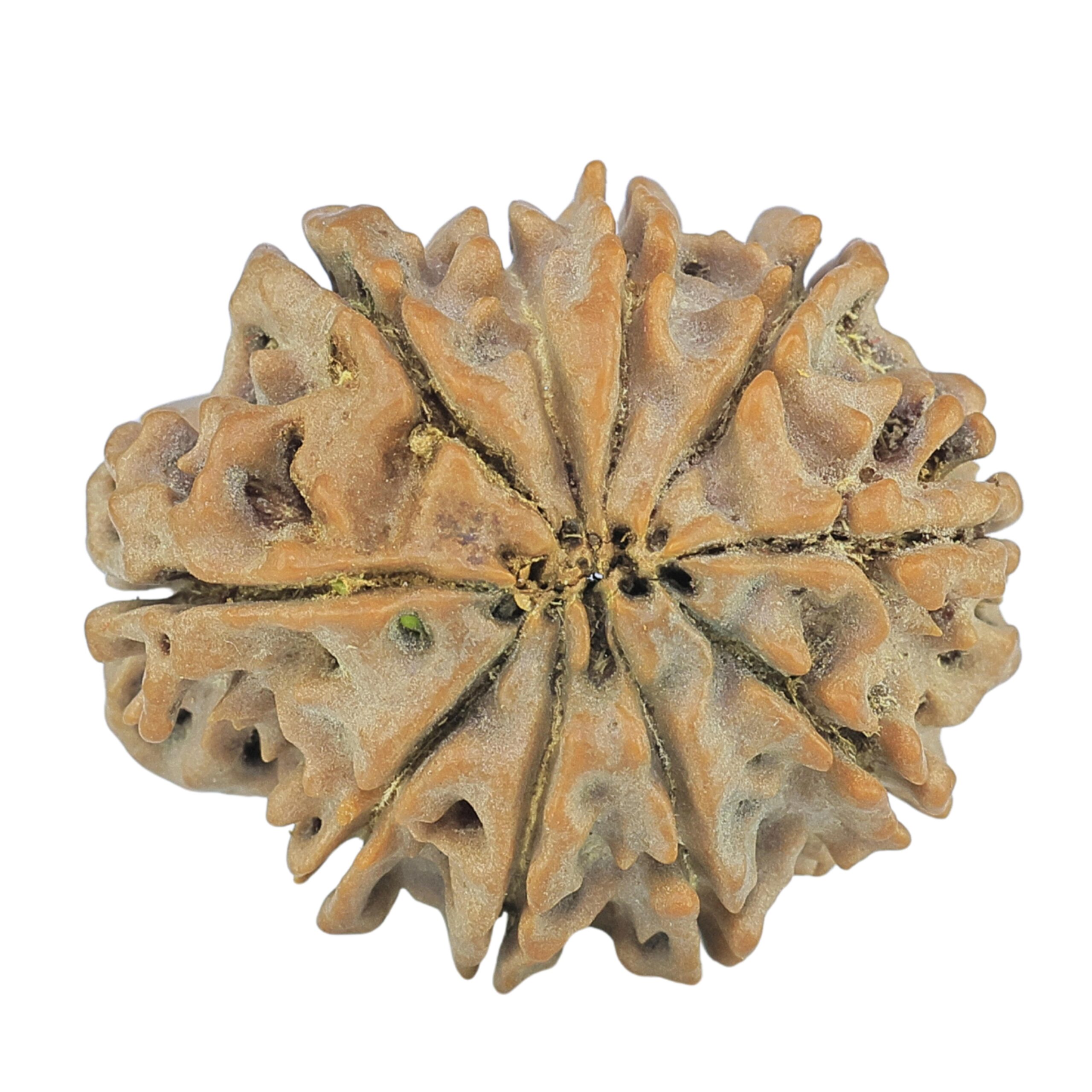 10 Mukhi Rudraksha 24.9mm 4.06gm - Rudraksha back