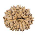 12 Mukhi Rudraksha 26mm 4.18gm - Rudraksha back