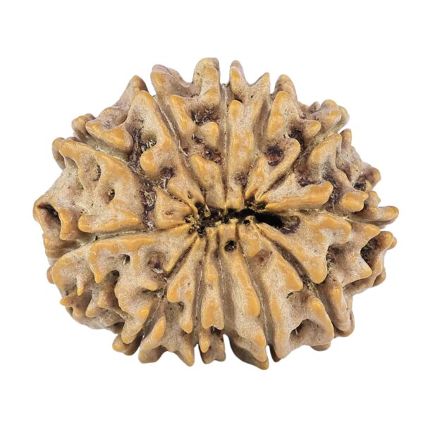 12 Mukhi Rudraksha 26mm 4.18gm - Rudraksha back