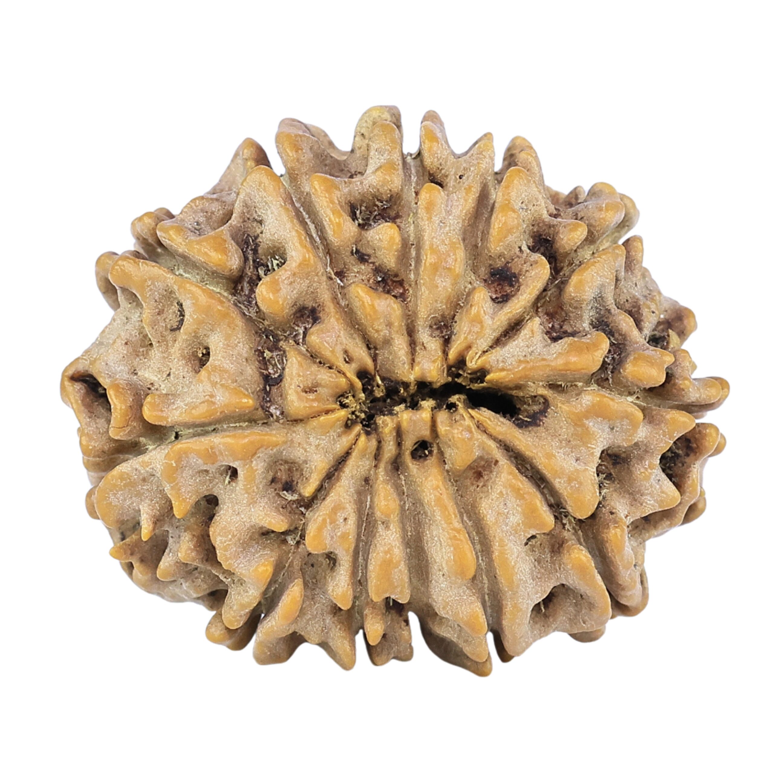 12 Mukhi Rudraksha 26mm 4.18gm - Rudraksha back