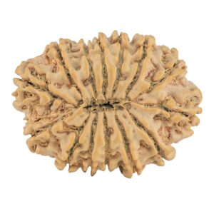 14 Mukhi Rudraksha 34.8mm 7.07gm - Rudraksha back