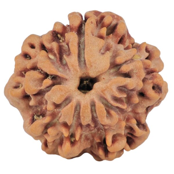 1MK(Underdeveloped) 22.6mm 3.54gm - Origin: Nepal - Rudraksha back