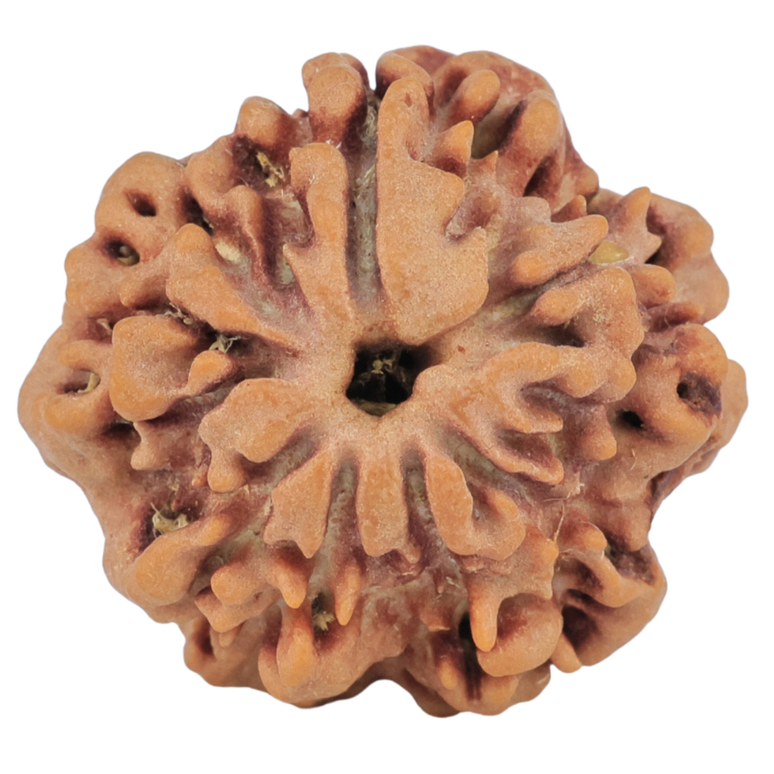 1MK(Underdeveloped) 22.6mm 3.54gm - Origin: Nepal - Rudraksha back