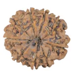 9 Mukhi Rudraksha 25.9mm 4.21gm - Rudraksha back