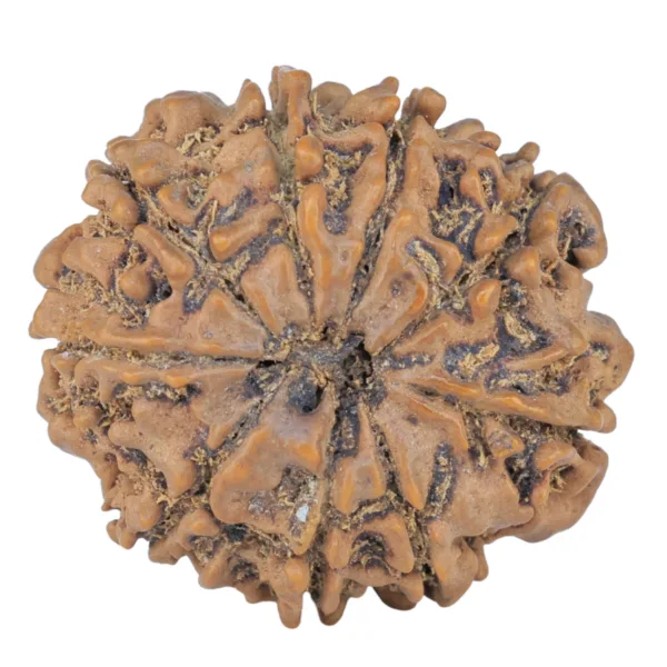 9 Mukhi Rudraksha 25.9mm 4.21gm - Rudraksha back