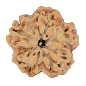 1MK(Underdeveloped) 23mm 3.92gm - Rudraksha back