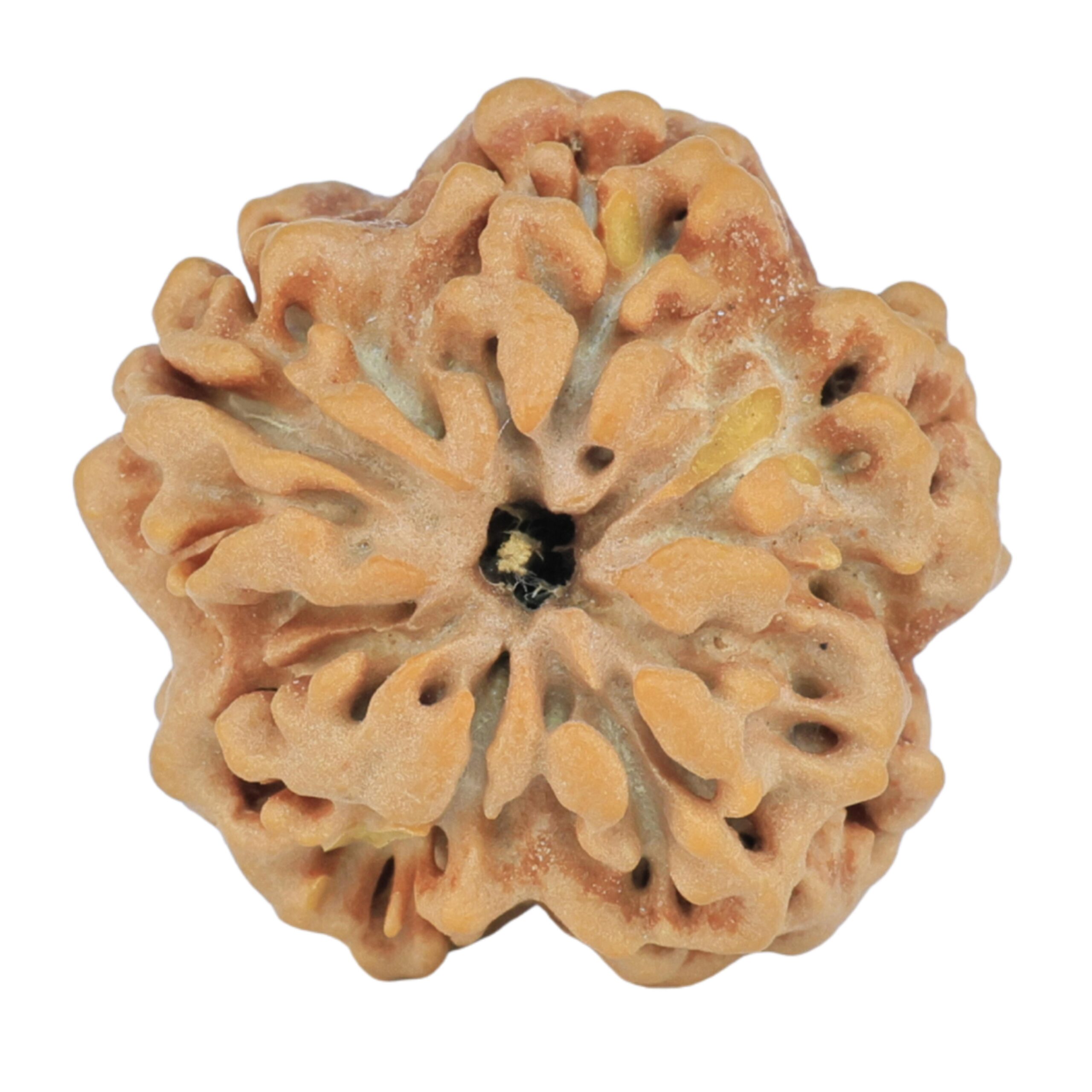 1MK(Underdeveloped) 23mm 3.92gm - Rudraksha back