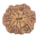 9 Mukhi Rudraksha 25.4mm 4.45gm - Rudraksha back