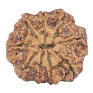 9 Mukhi Rudraksha 25.4mm 4.45gm - Rudraksha back