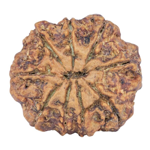 9 Mukhi Rudraksha 25.4mm 4.45gm - Rudraksha back