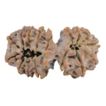 17 MK Gaurishankar 35.9mm 6.06gm - Rudraksha back