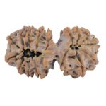 17 Mukhi Gaurishankar 35.9mm 6.06gm - Rudraksha back