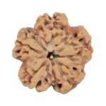 1MK(Underdeveloped) 23.6mm 4.27gm - Rudraksha back