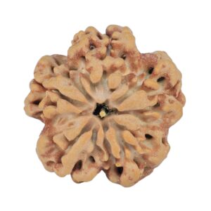 1MK(Underdeveloped) 23.6mm 4.27gm - Rudraksha back