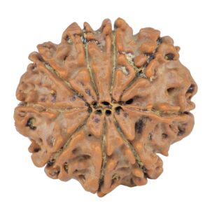 9 Mukhi Rudraksha 25.5mm 4.71gm - Rudraksha back