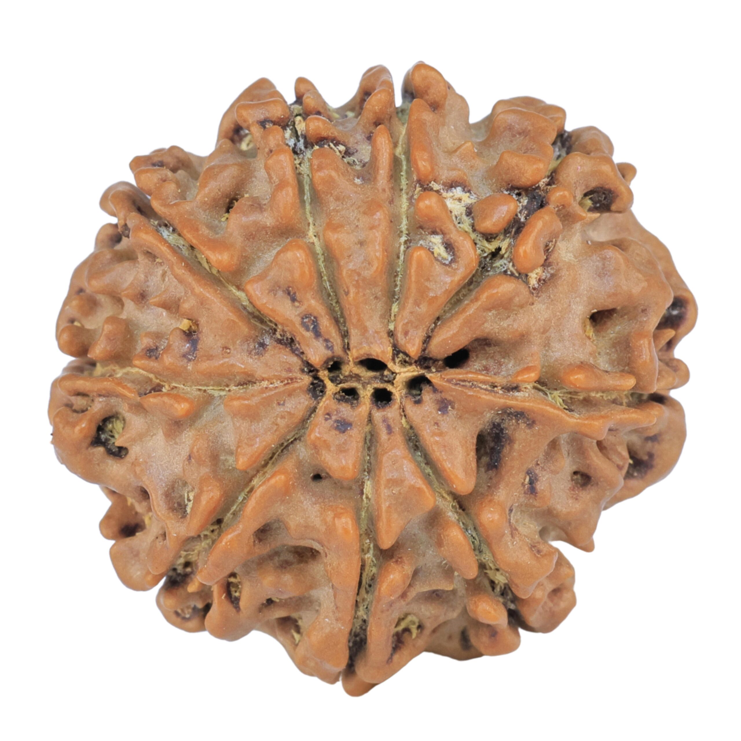 9 Mukhi Rudraksha 25.5mm 4.71gm - Rudraksha back