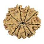 10 Mukhi Rudraksha 24.5mm 2.92gm - Rudraksha back