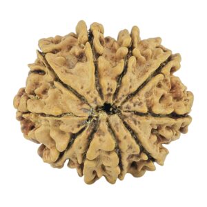10 Mukhi Rudraksha 24.5mm 2.92gm - Rudraksha back