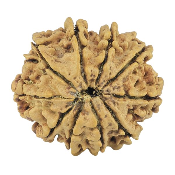10 Mukhi Rudraksha 24.5mm 2.92gm - Rudraksha back