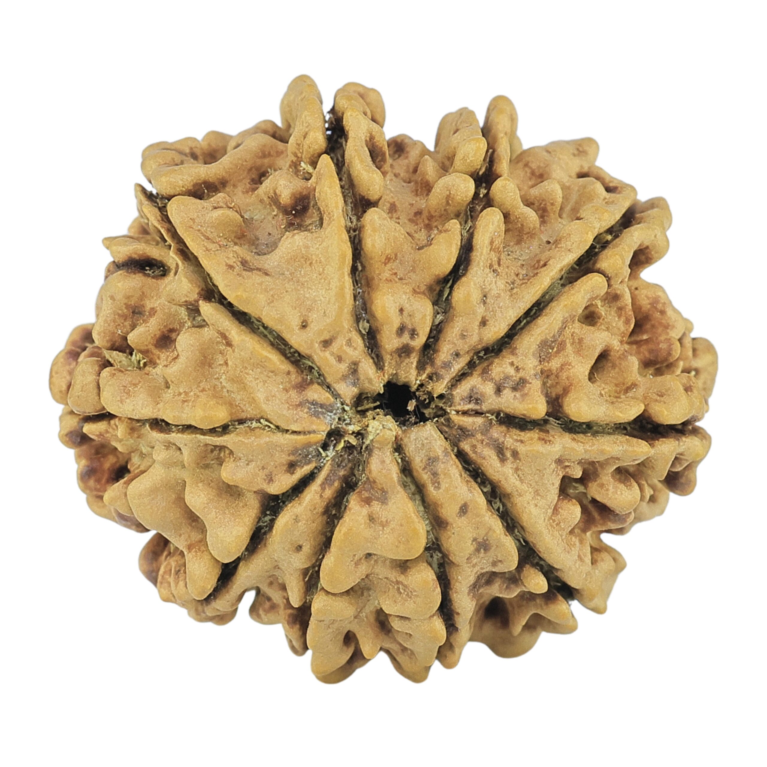 10 Mukhi Rudraksha 24.5mm 2.92gm - Rudraksha back