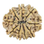 9 Mukhi Rudraksha 27.4mm 4.82gm - Rudraksha back
