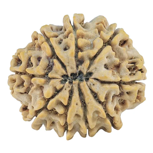 9 Mukhi Rudraksha 27.4mm 4.82gm - Rudraksha back