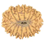 16 Mukhi Rudraksha 29mm 4.41gm - Rudraksha back
