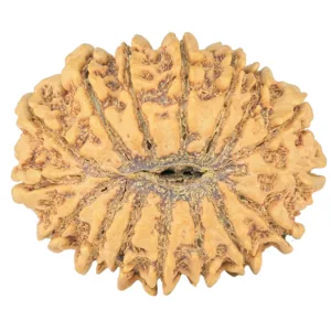 16 Mukhi Rudraksha 29mm 4.41gm - Rudraksha back