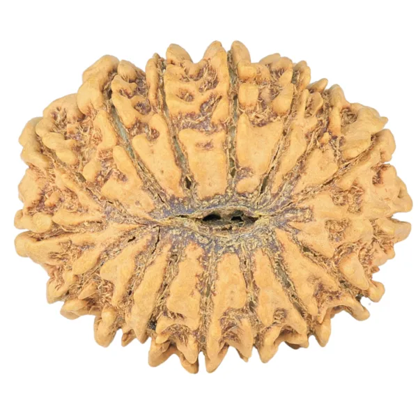 16 Mukhi Rudraksha 29mm 4.41gm - Rudraksha back