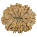 10 Mukhi Rudraksha 26.1mm 4.43gm - Rudraksha back